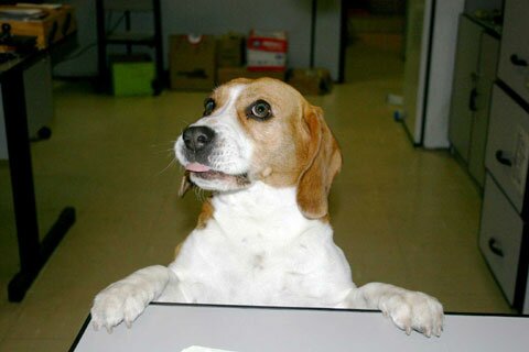 Beagle comedor de kombucha
